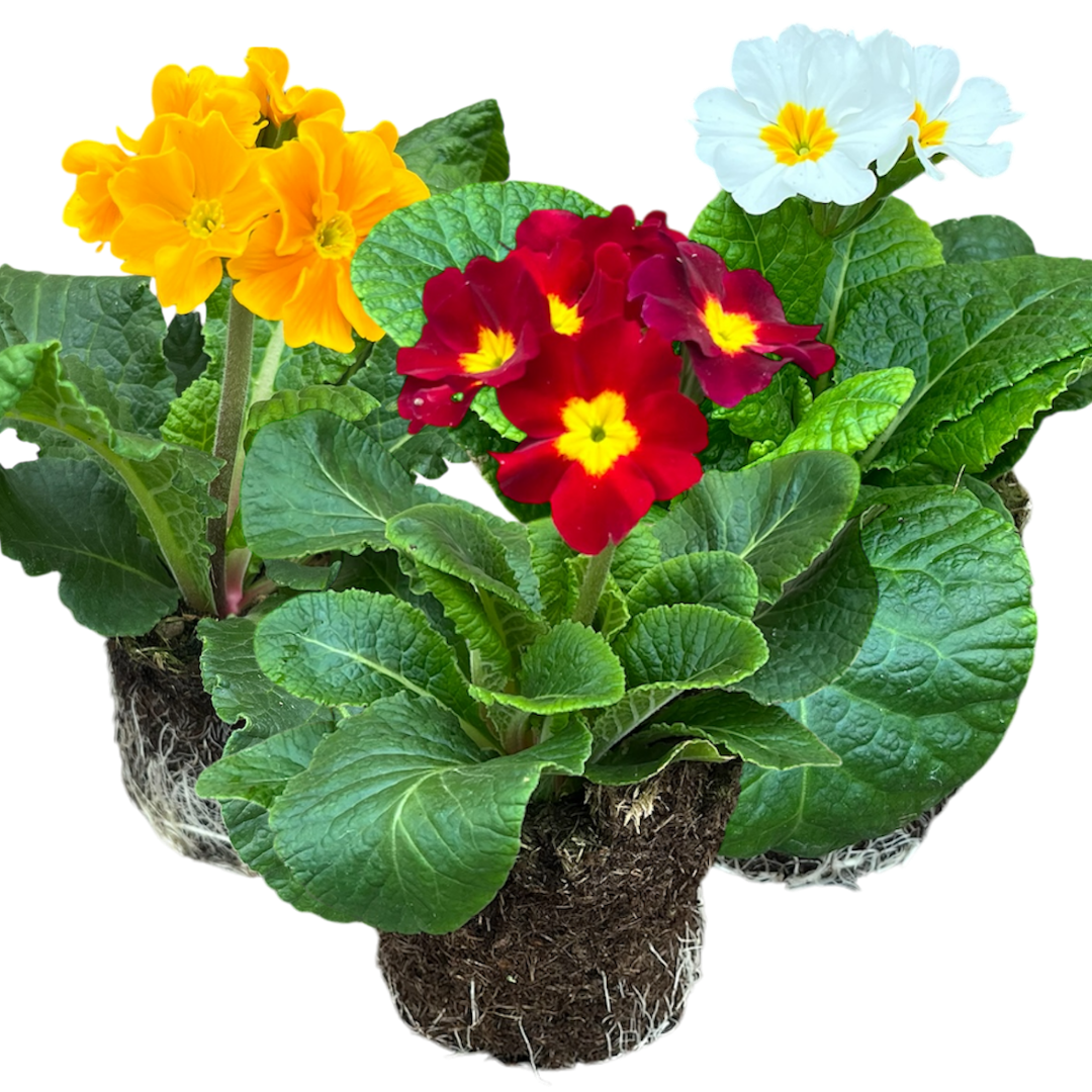 Primula x polyantha Growers Selection from Cedar Nursery, Cobham