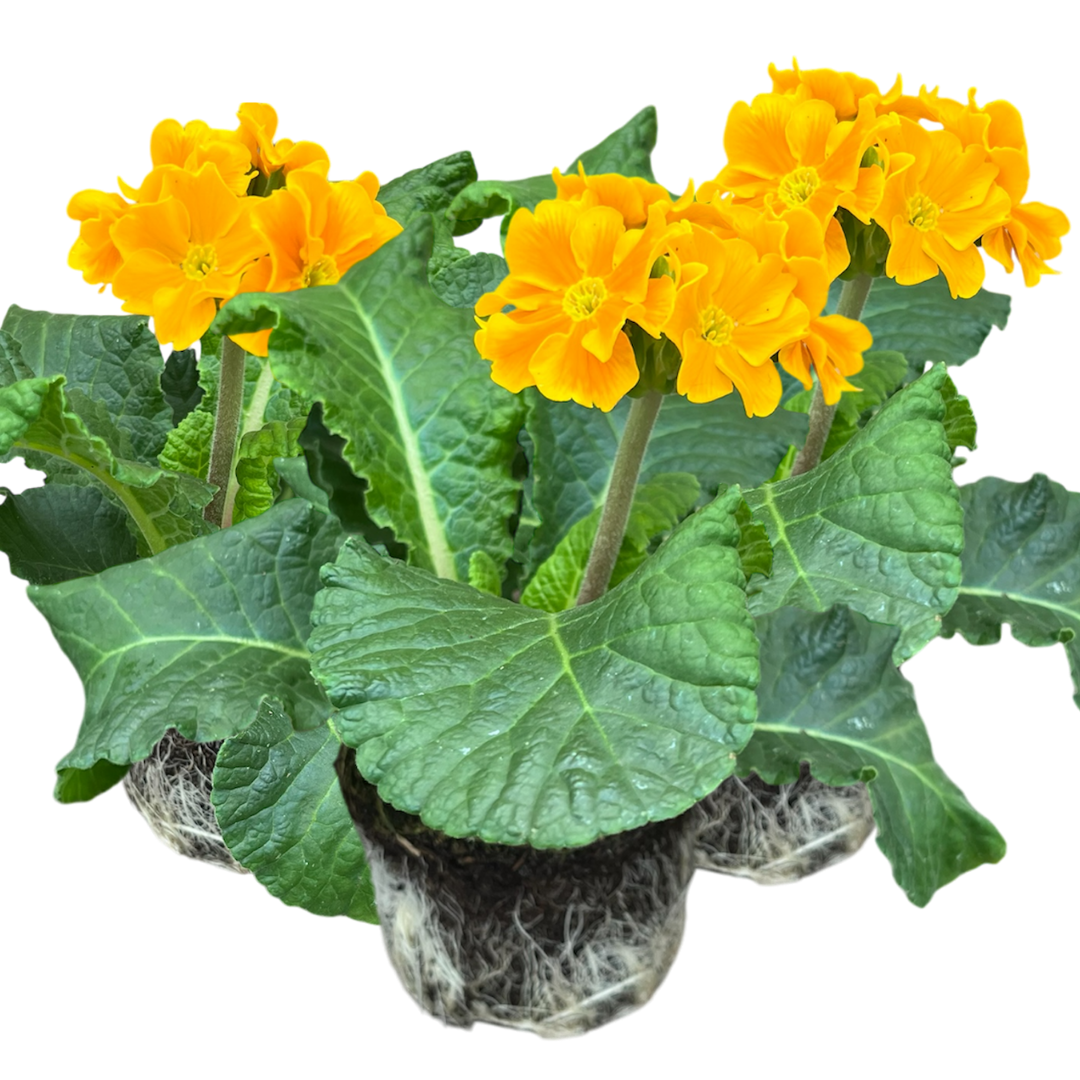 Primula x polyantha 'Orange' from Cedar Nursery, Cobham