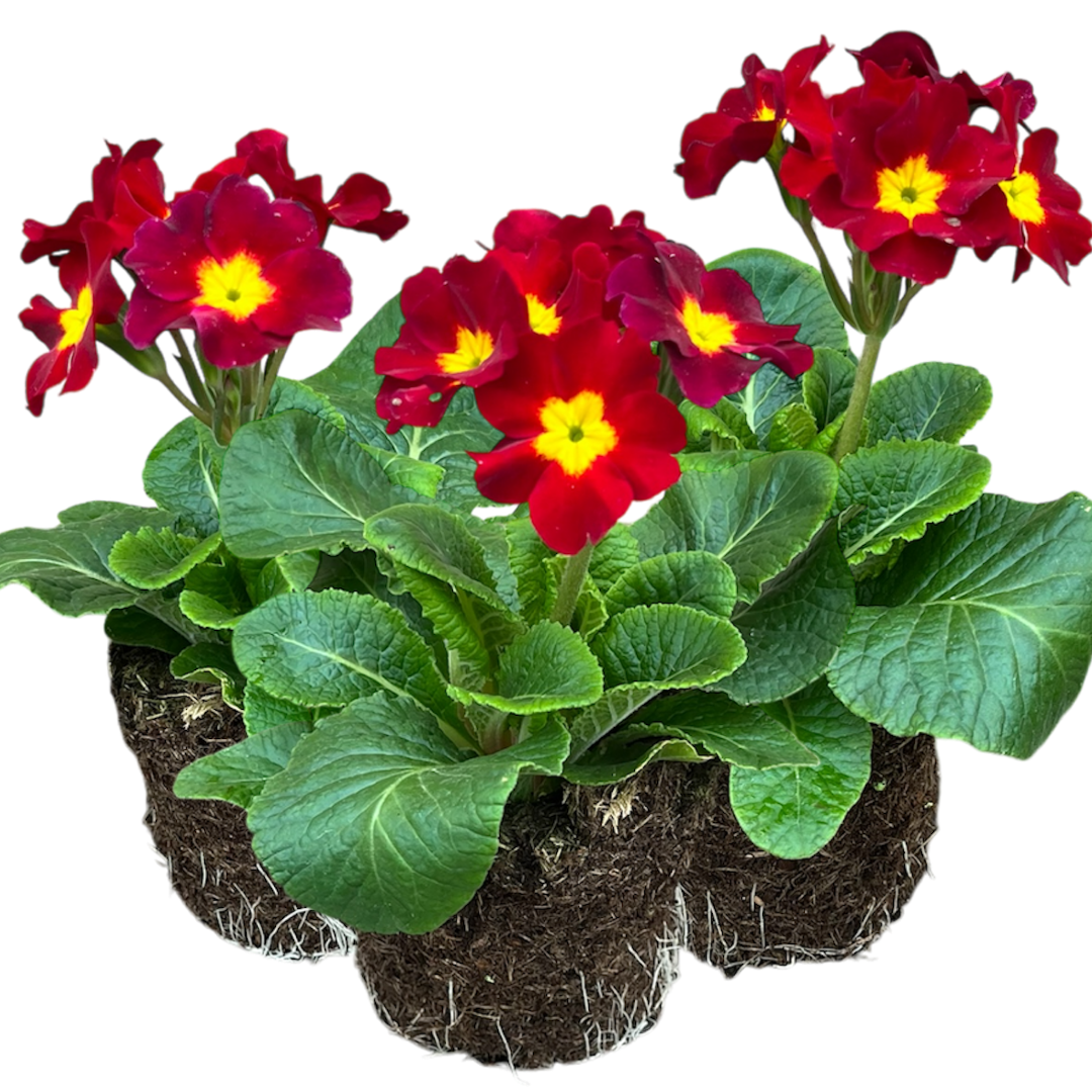 Primula x polyantha 'Scarlet' from Cedar Nursery, Cobham