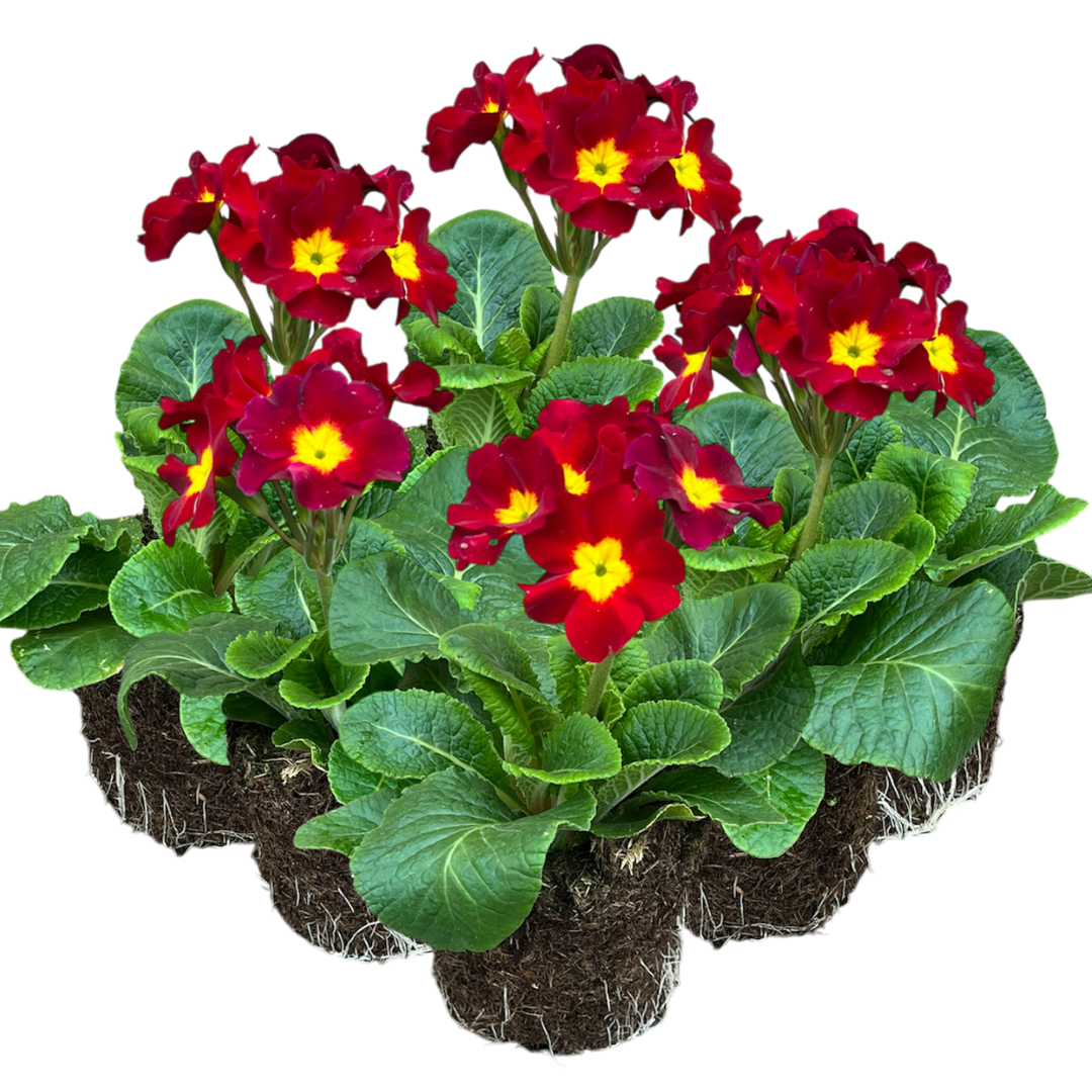 Primula x polyantha 'Scarlet' from Cedar Nursery, Cobham