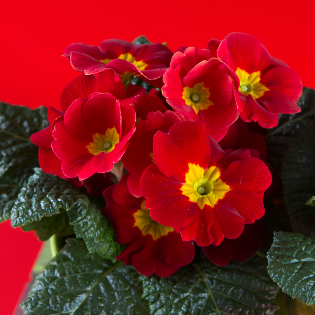 Primula x polyantha 'Scarlet' from Cedar Nursery, Cobham