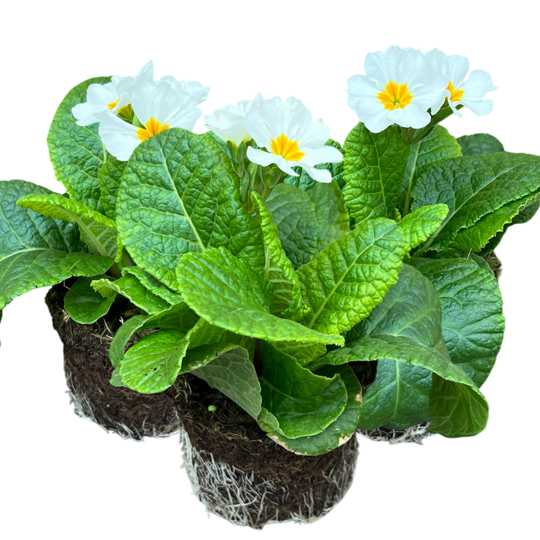Primula x polyantha 'White' from Cedar Nursery, Cobham