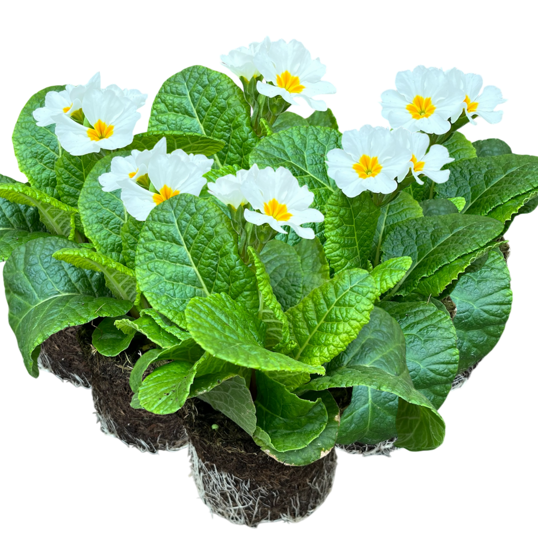Primula x polyantha 'White' from Cedar Nursery, Cobham