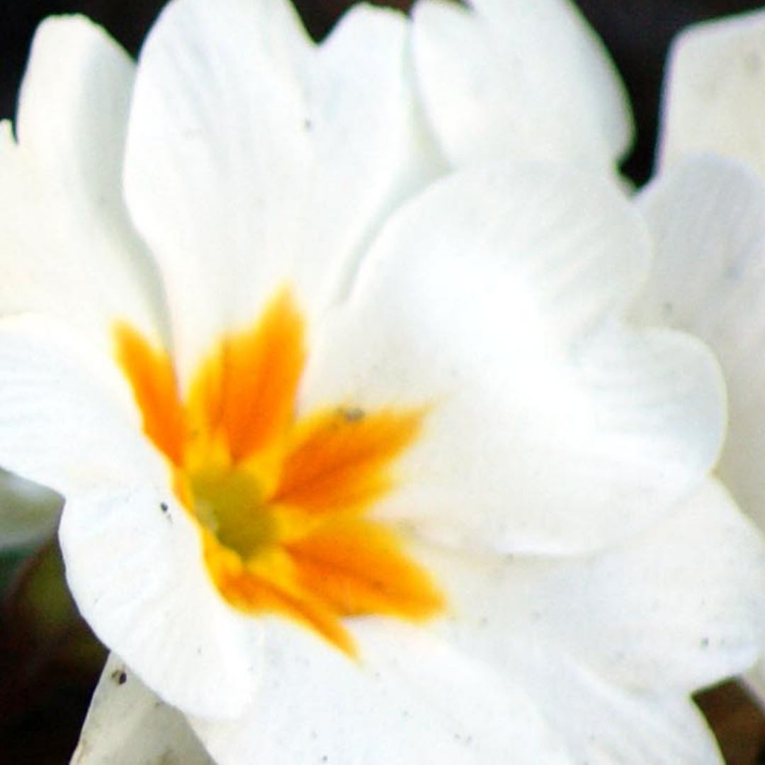 Primula x polyantha 'White' from Cedar Nursery, Cobham