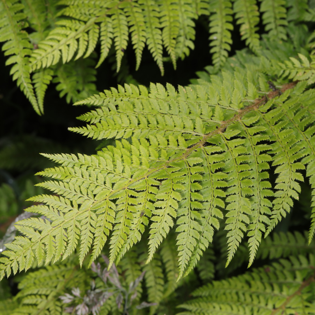 Polystichum setiferum & Herrenhausen 2L at Cedar Nursery Surrey