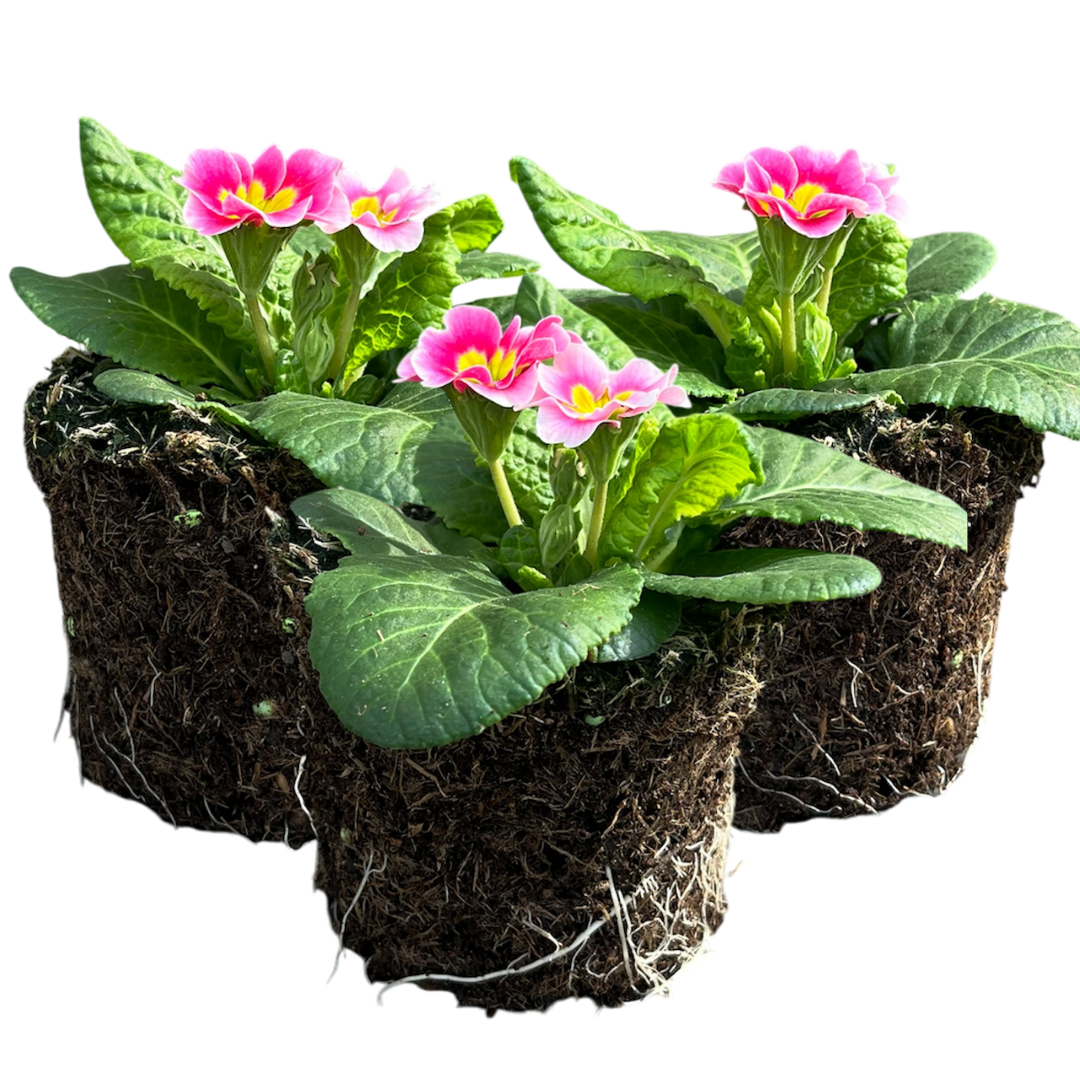Primula vulgaris 'Appleblossom' from Cedar Nursery, Cobham
