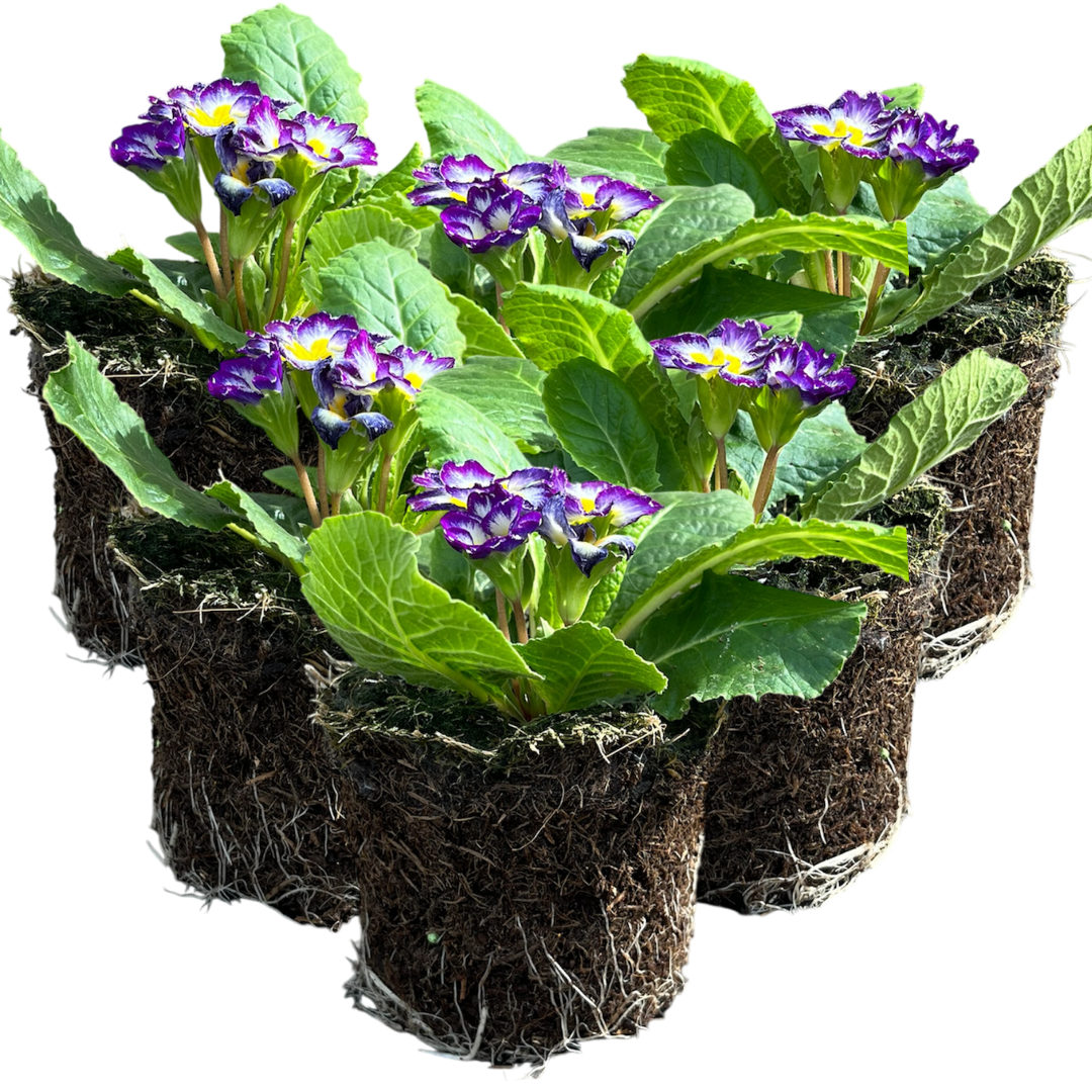 Primula vulgaris 'Blue Bicolour' from Cedar Nursery, Cobham