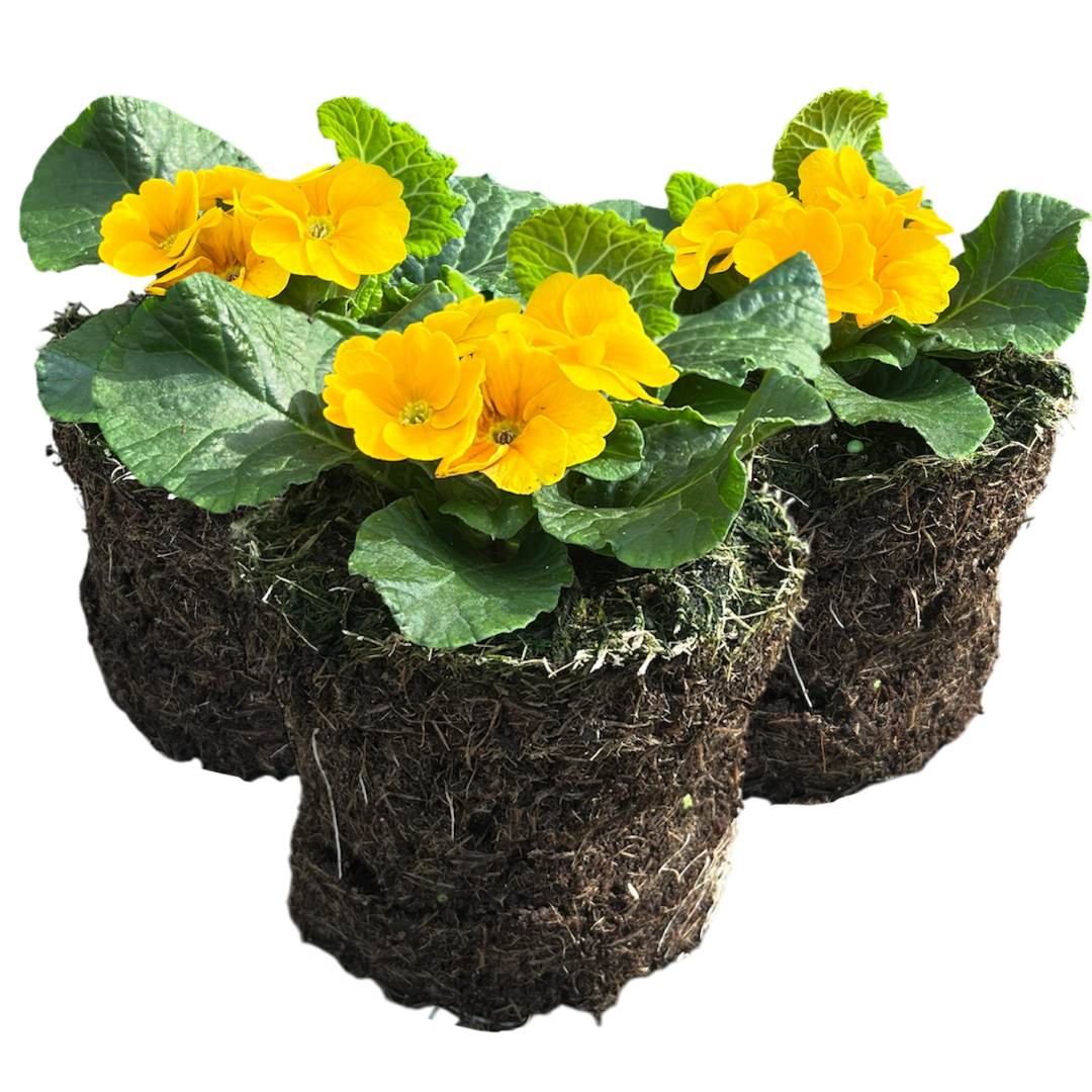 Primula vulgaris 'Orange' from Cedar Nursery, Cobham