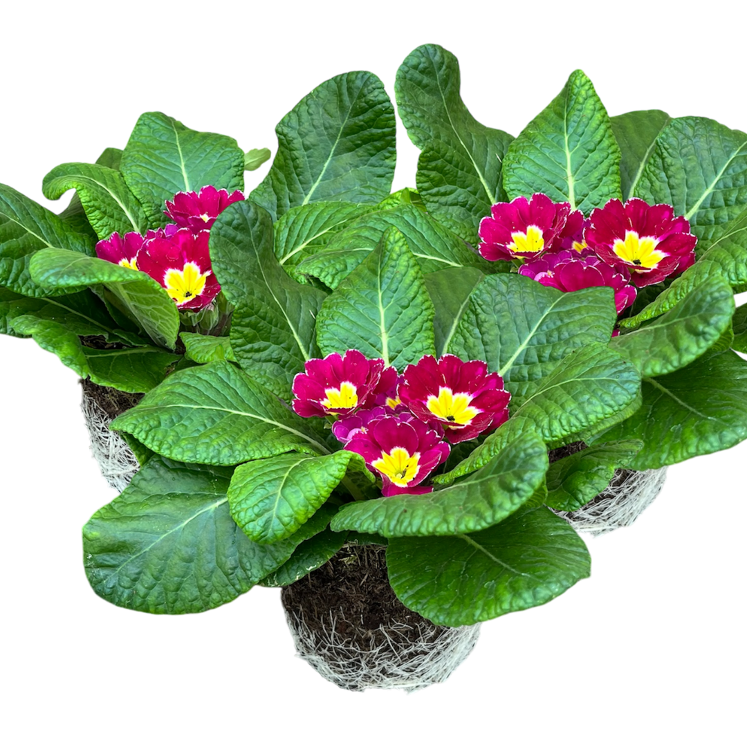 Primula vulgaris 'Purple' from Cedar Nursery, Cobham