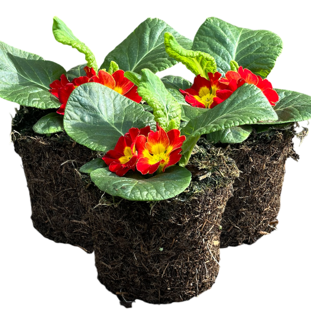 Primula vulgaris 'Red' from Cedar Nursery, Cobham