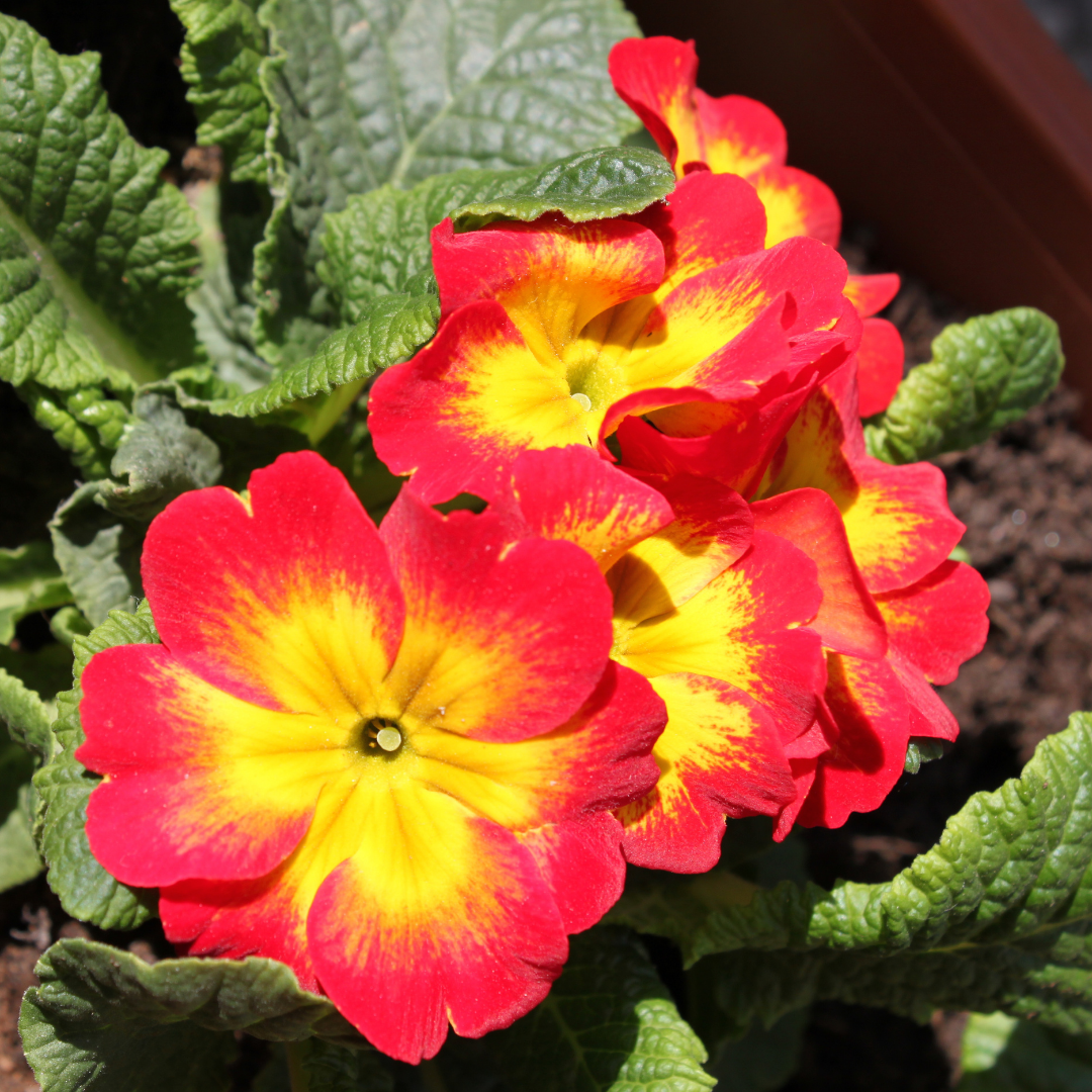 Primula vulgaris 'Red' from Cedar Nursery, Cobham