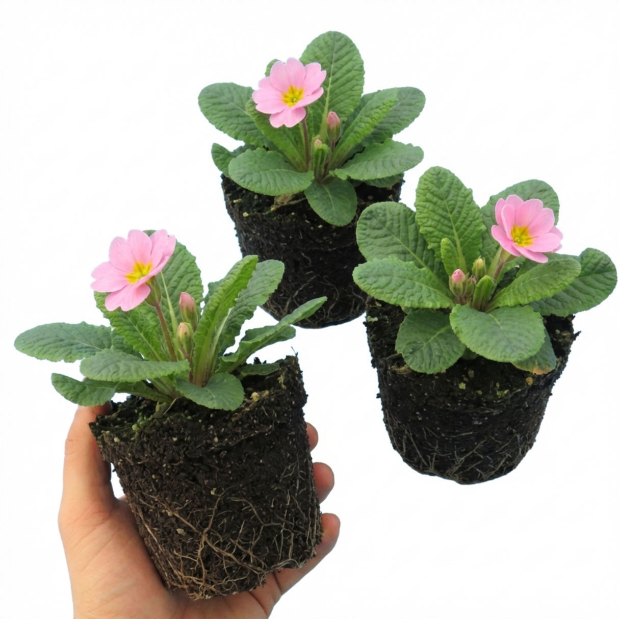 Primula vulgaris 'Strawberry' from Cedar Nursery, Cobham