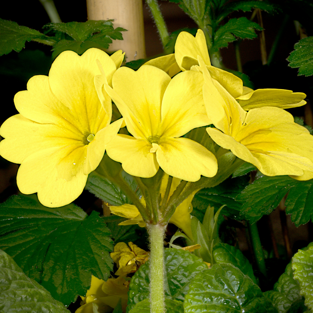 Primula vulgaris Primrose 105cm at Cedar Nursery Surrey