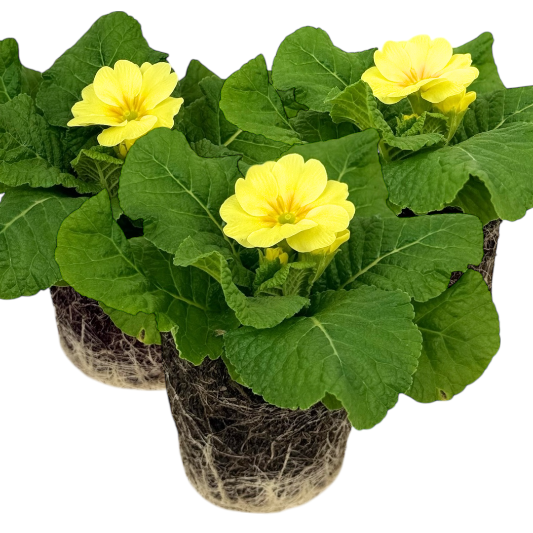 Primula vulgaris Primrose 105cm at Cedar Nursery Surrey