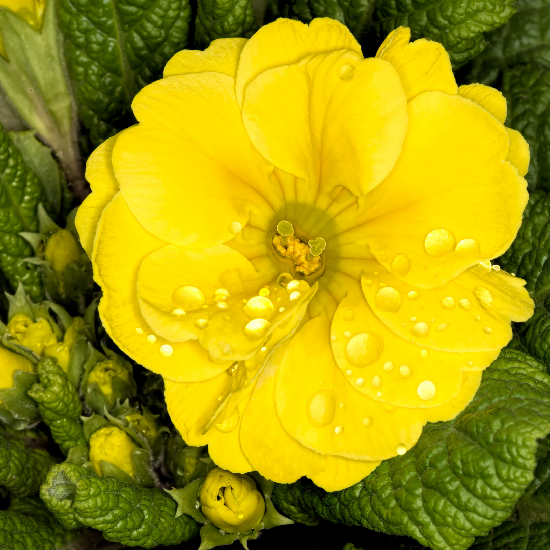 Primula x polyantha Polyanthus 105cm at Cedar Nursery Surrey