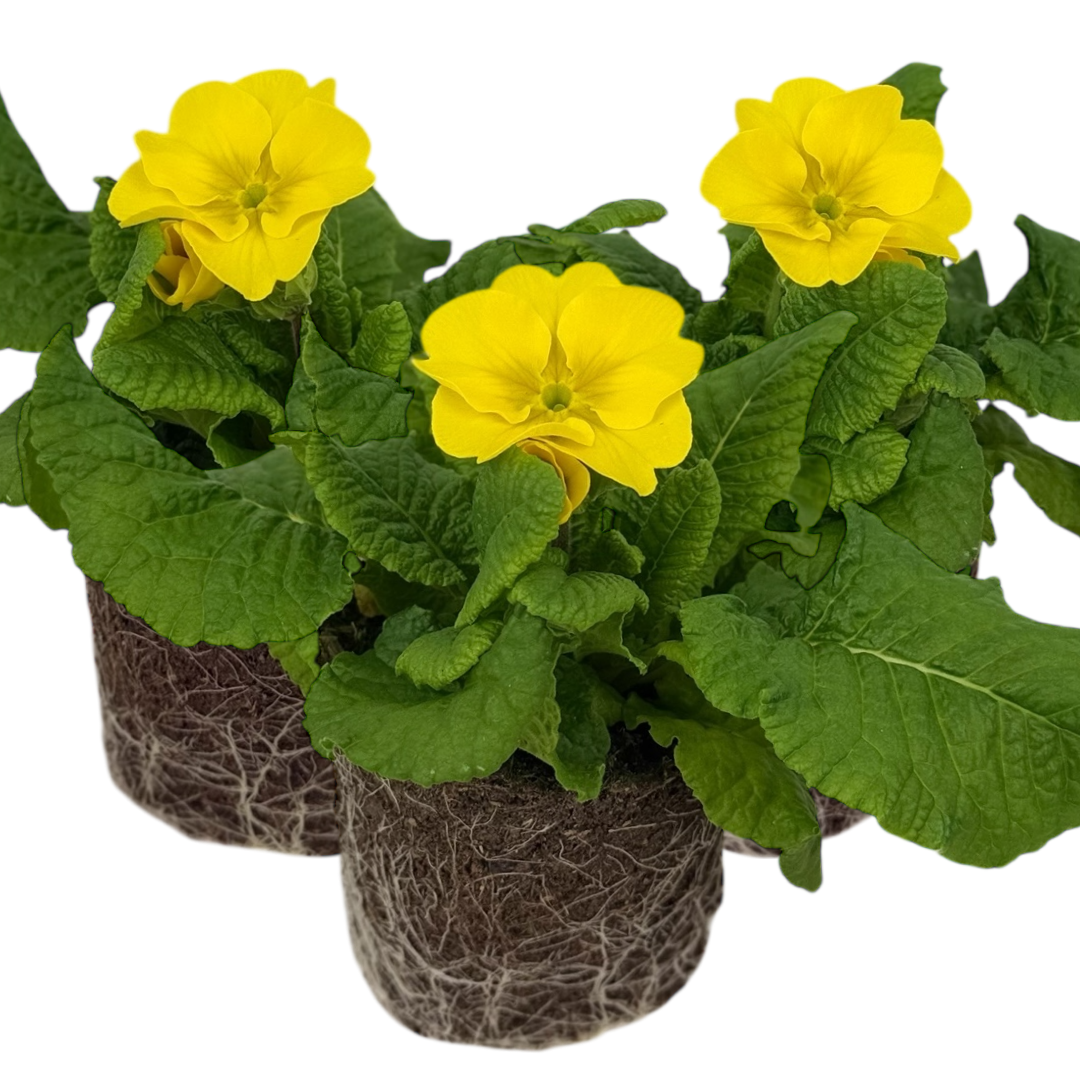 Primula x polyantha Polyanthus 105cm at Cedar Nursery Surrey