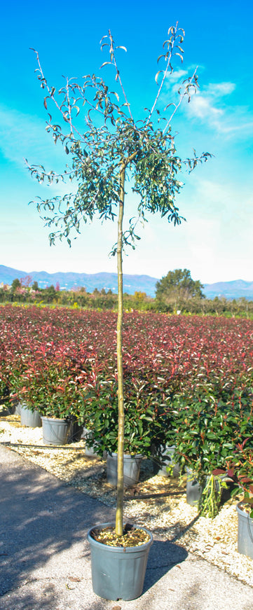 Pyrus salicifolia 'Pendula'