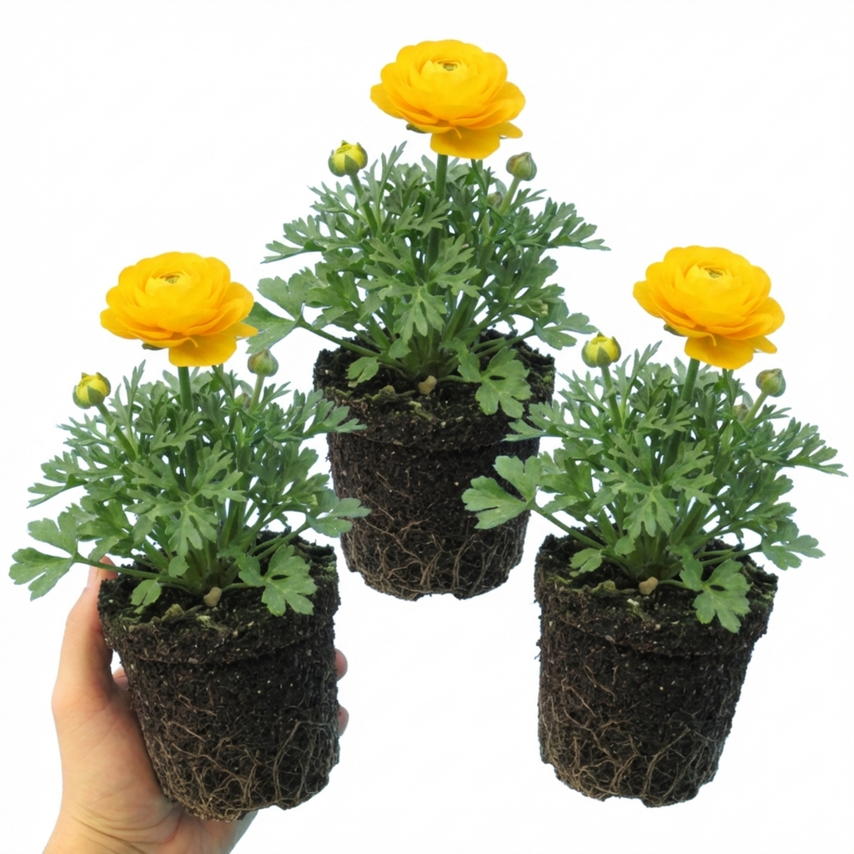 Ranunculus asiaticus 'Vortex Golden Yellow' from Cedar Nursery, Cobham