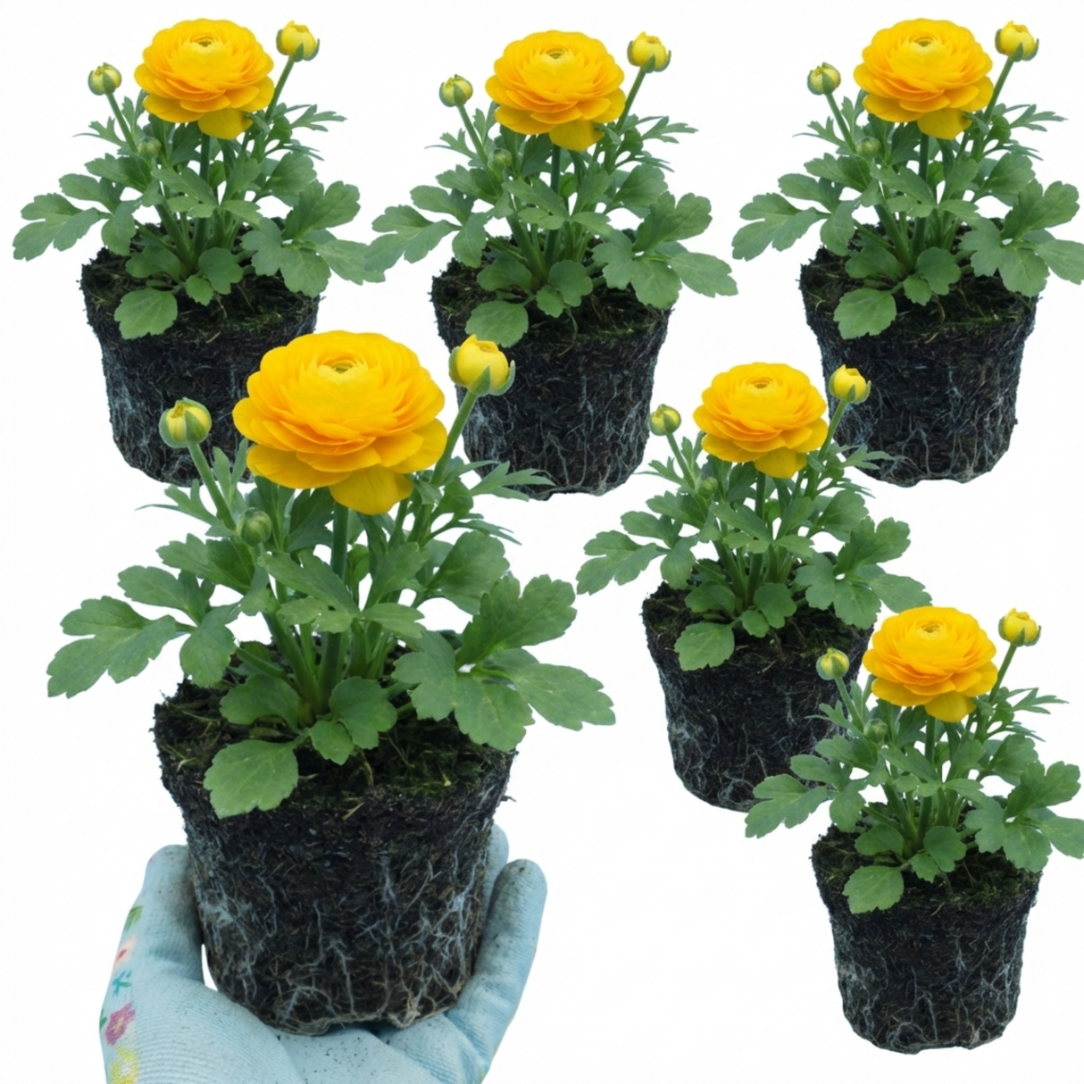 Ranunculus asiaticus 'Vortex Golden Yellow' from Cedar Nursery, Cobham