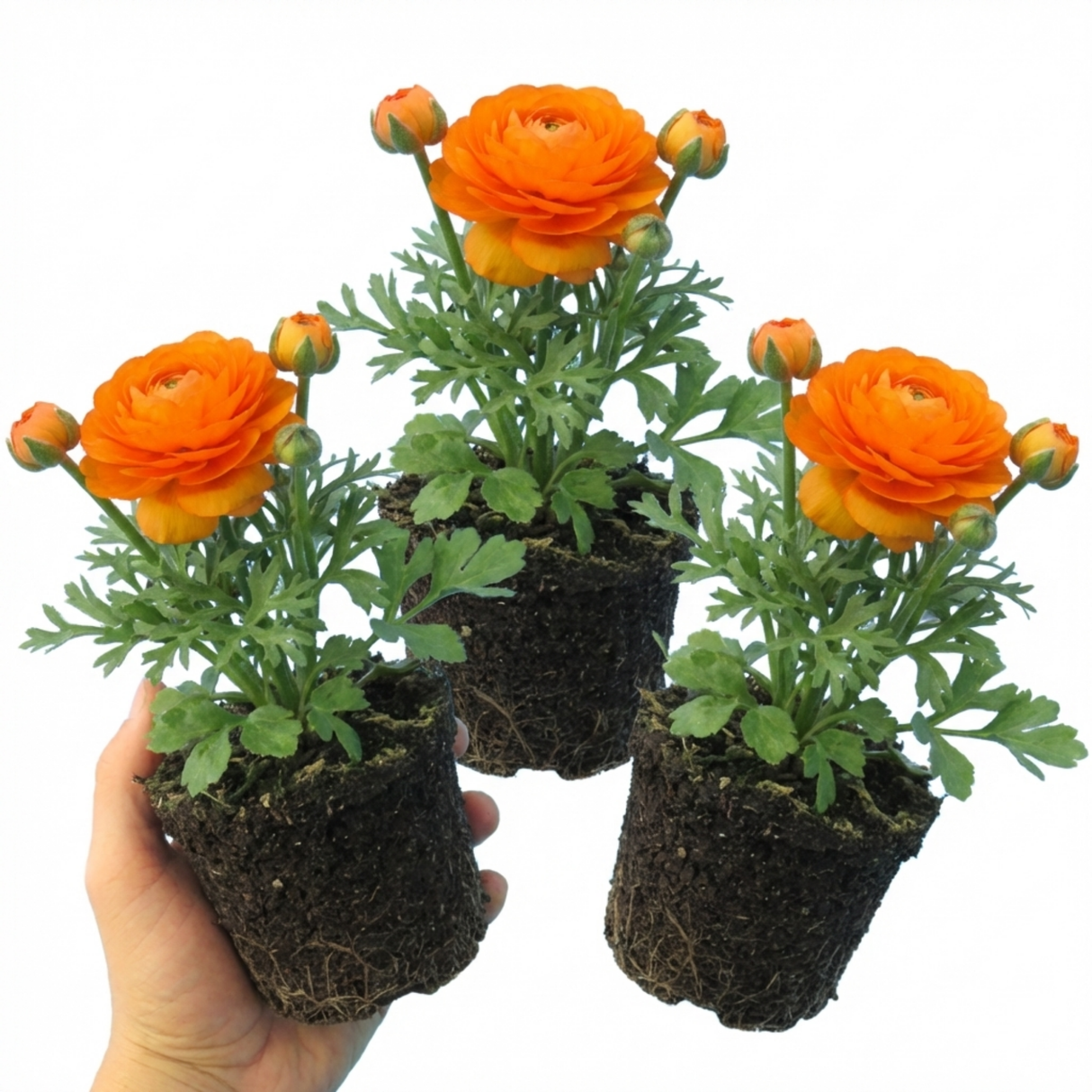 Ranunculus asiaticus 'Vortex Orange' from Cedar Nursery, Cobham