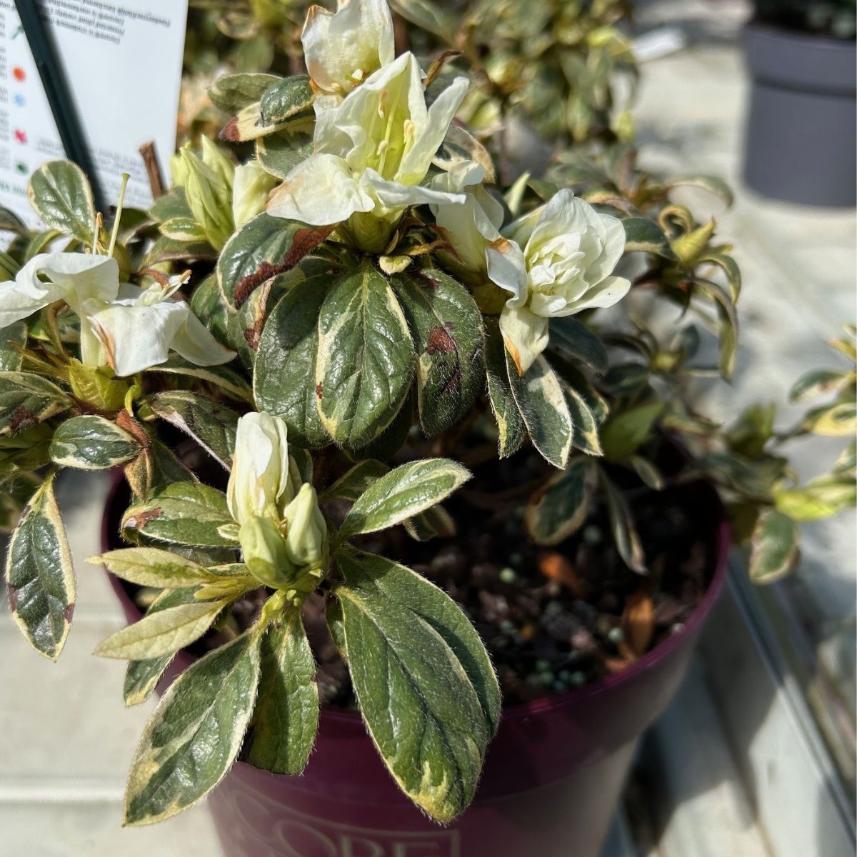 Rhododendron Autumn Moonstruck
