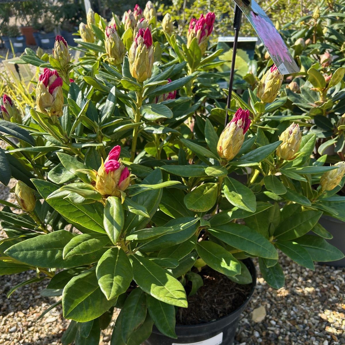 Rhododendron 'Cosmopolitan'