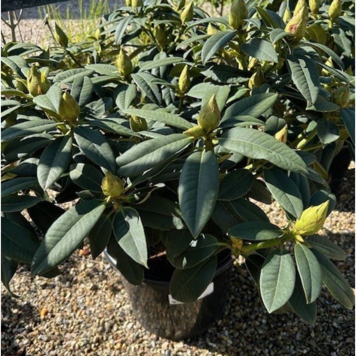 Buy Rhododendron 'Van' from Cedar Nursery, Surrey
