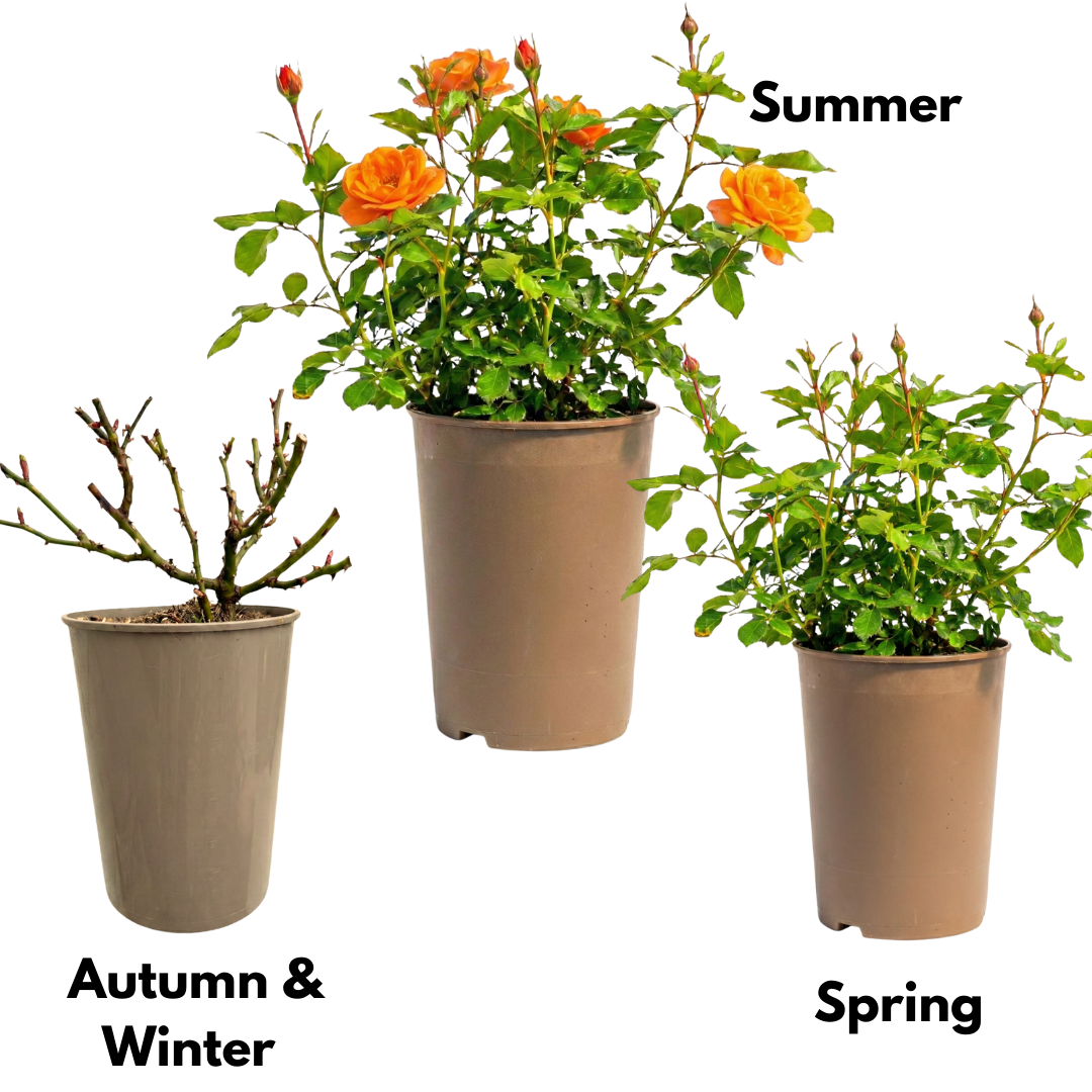 Rosa Patio Rose Orange 3L at Cedar Nursery Surrey