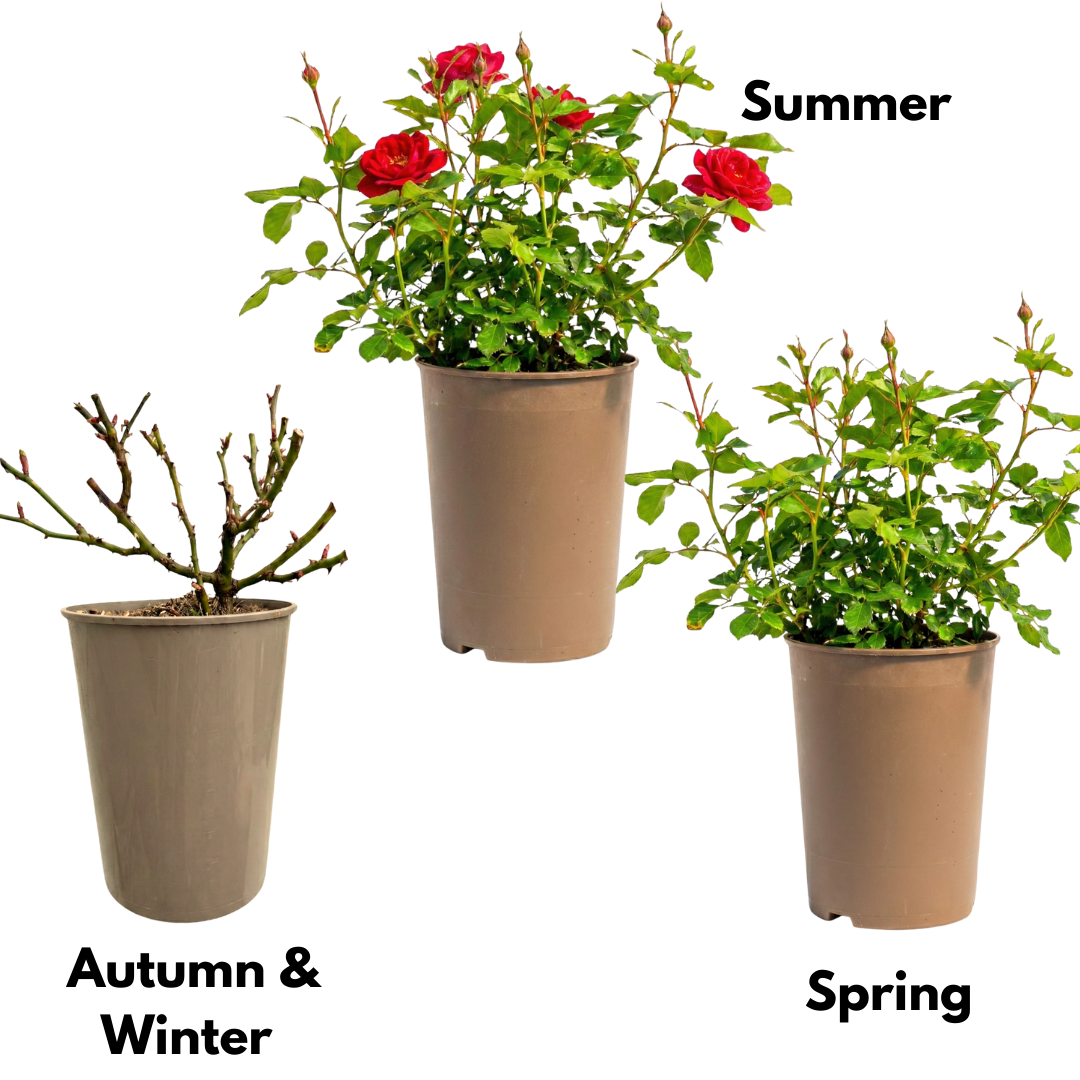 Rosa Patio Rose Red 3L at Cedar Nursery Surrey