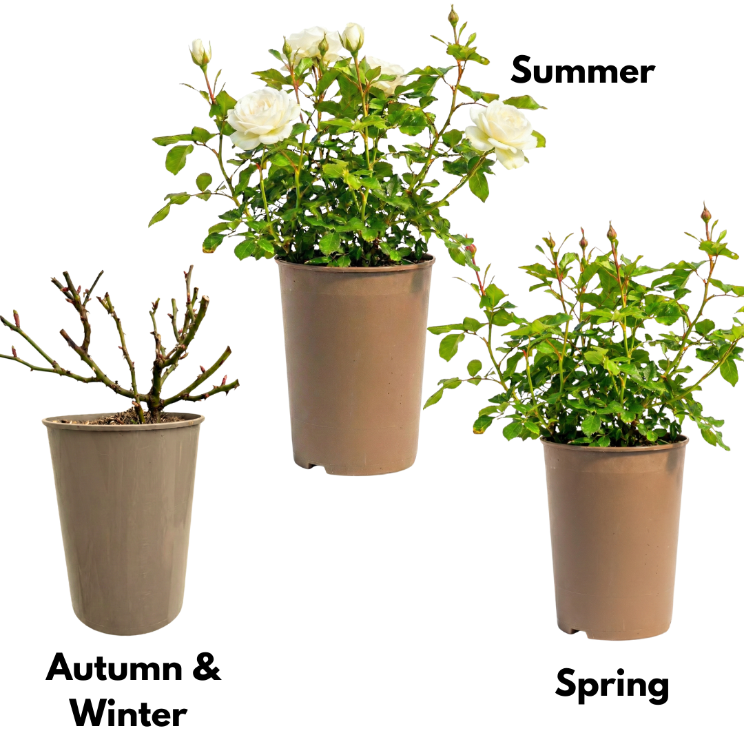Rosa Patio Rose White 3L at Cedar Nursery Surrey
