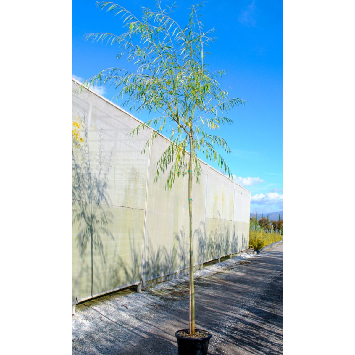 Salix babylonica at Cedar Nursery Cobham