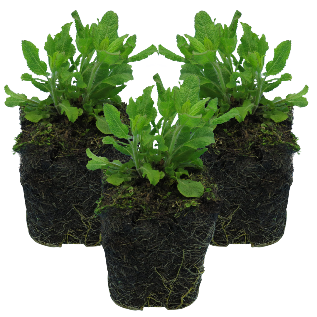 Salvia farinacea 'Synchro Blue' from Cedar Nursery, Cobham