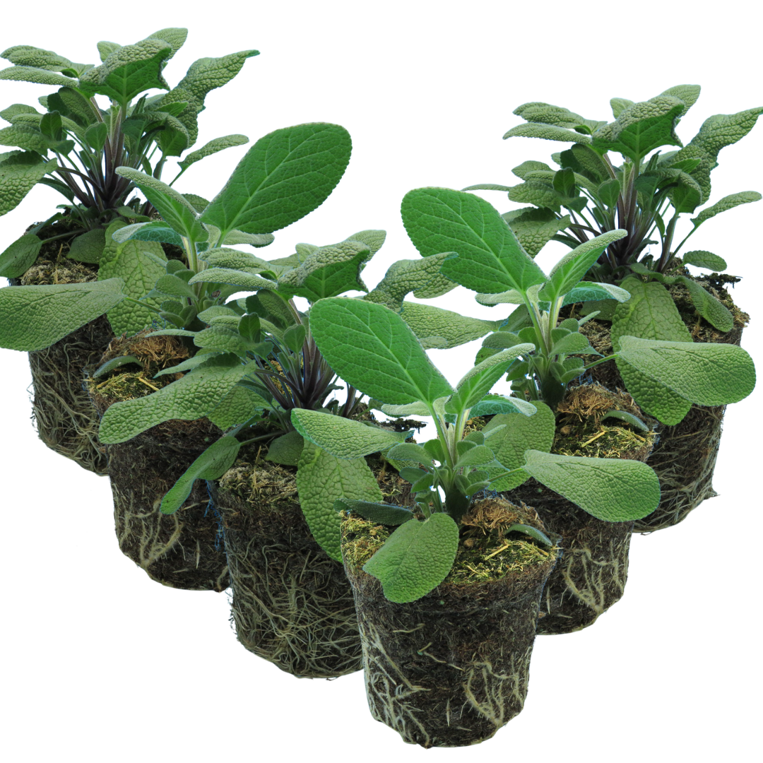 Salvia officinalis Growers Friend 1L at Cedar Nursery Surrey