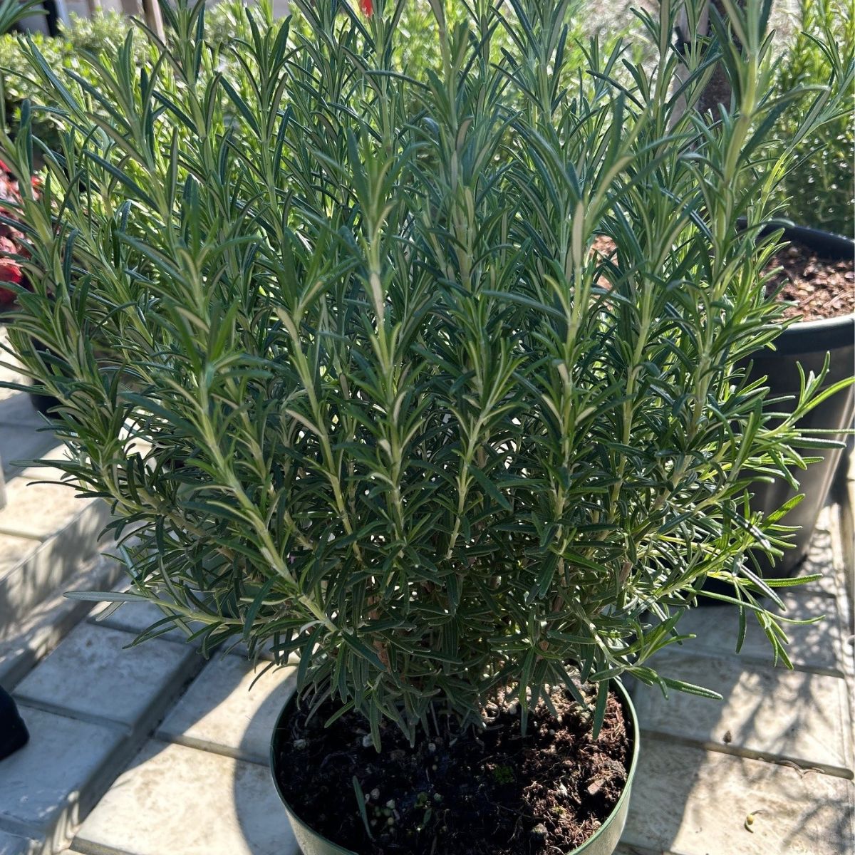 Buy rosemary plants direct from Cedar Nursery, Surrey