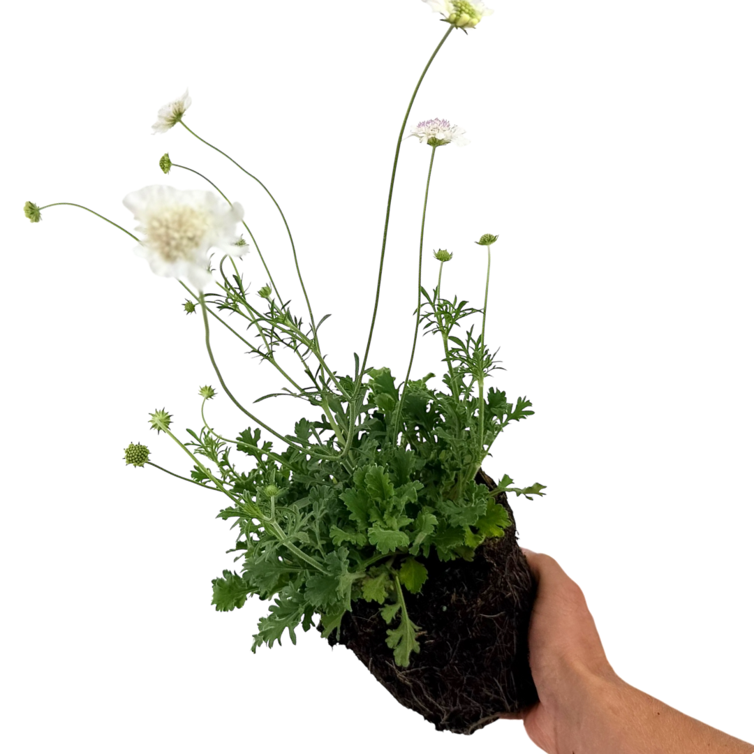 Scabious Kudo White ='Ichwhit' (Kudo Series) from Cedar Nursery, Cobham