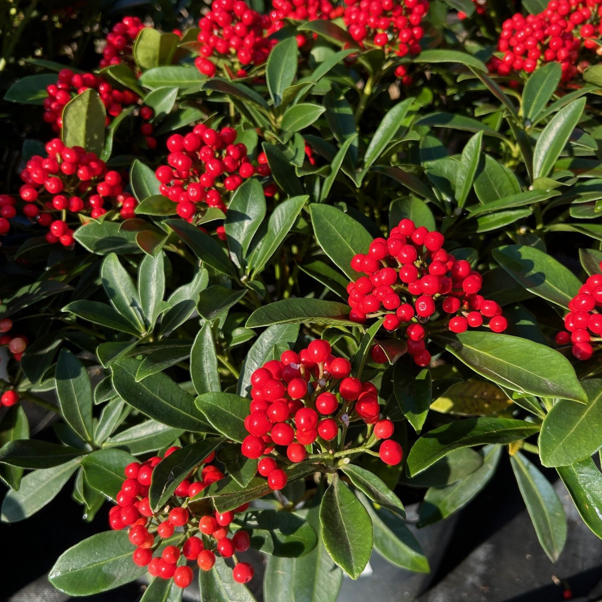 Skimmia japonica 'Pabella'
