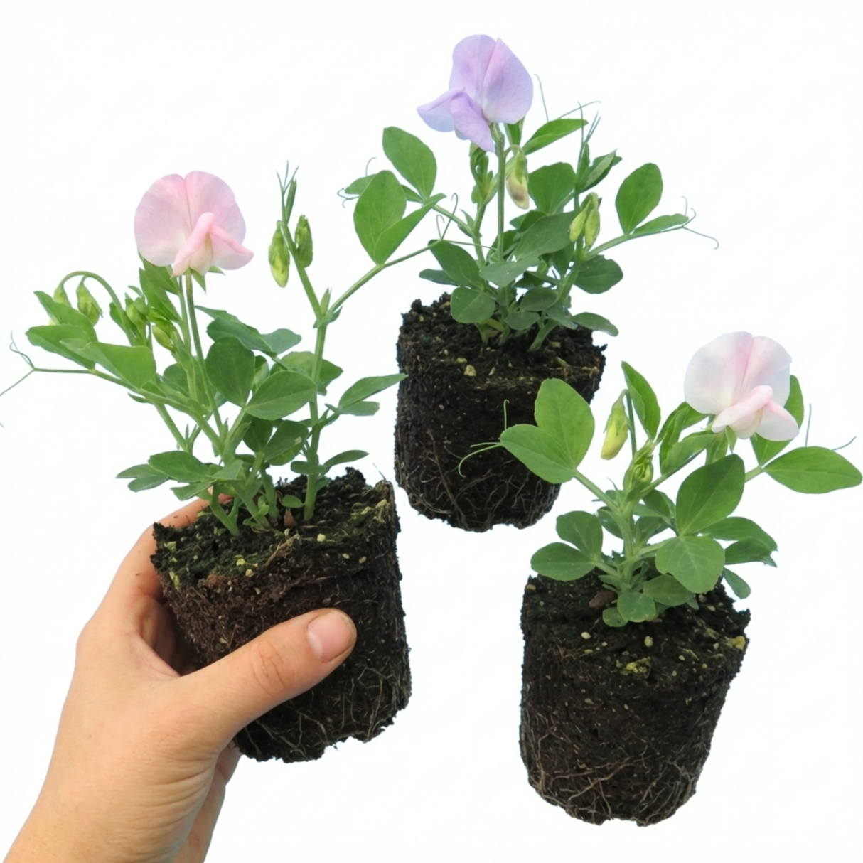 Lathyrus odoratus 'Growers Colour Mix' (Sweet Pea) from Cedar Nursery, Cobham