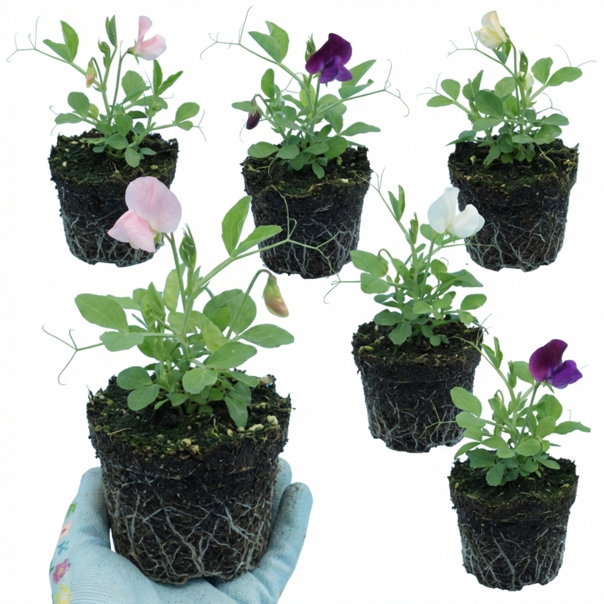 Lathyrus odoratus 'Growers Colour Mix' (Sweet Pea) from Cedar Nursery, Cobham