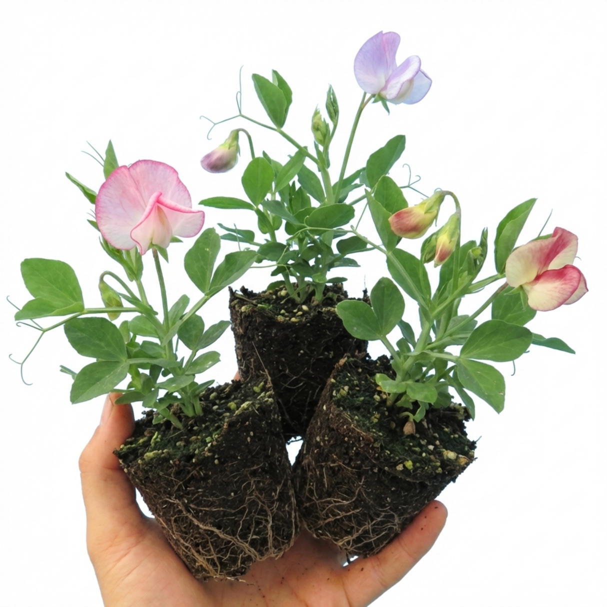 Lathyrus odoratus 'Little Sweetheart Mix' (Sweet Pea) from Cedar Nursery, Cobham