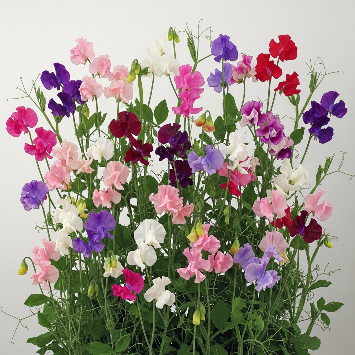 Lathyrus odoratus 'Mammoth Mix' (Sweet Pea) from Cedar Nursery, Cobham