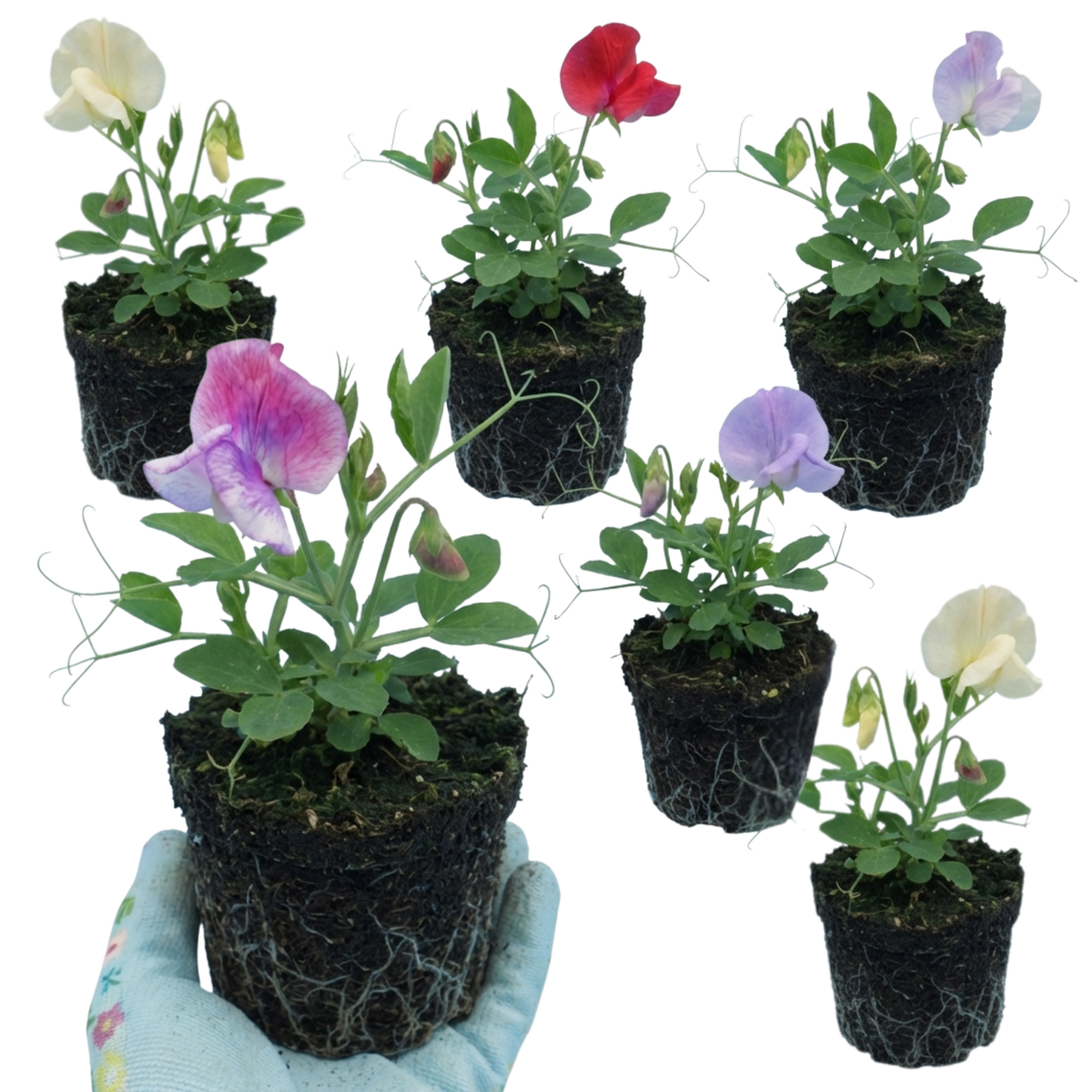 Lathyrus odoratus 'Mammoth Mix' (Sweet Pea) from Cedar Nursery, Cobham