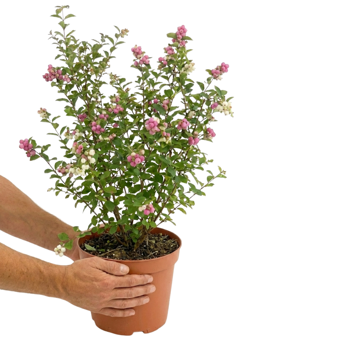 Symphoricarpos x doorenbosii Magical Winterberry 3L at Cedar Nursery Surrey