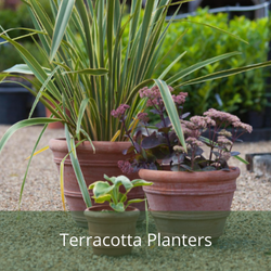 Terracotta Garden Planters - wide range of terracotta pots and planters available from Cedar Garden Nursery, Surrey