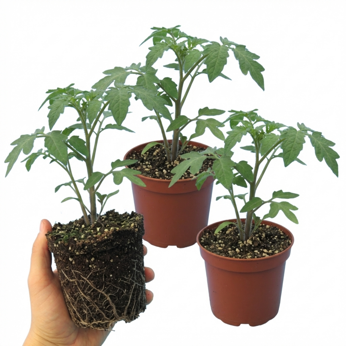 Tomato Brandy Boy from Cedar Nursery, Cobham