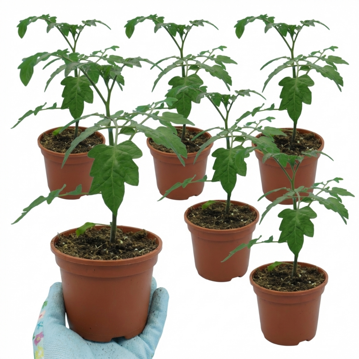 Tomato Buffalosun from Cedar Nursery, Cobham