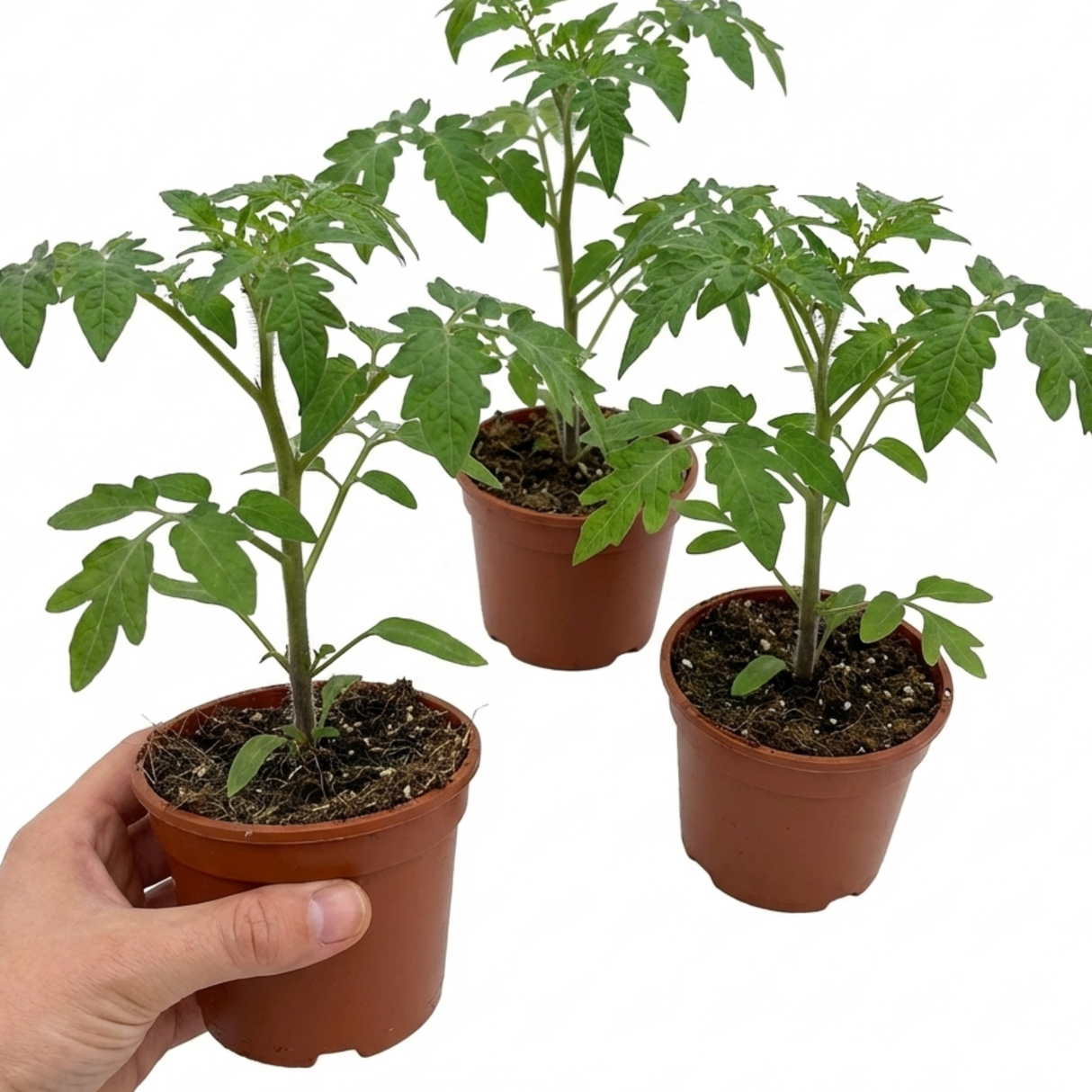 Tomato Growers Selection from Cedar Nursery, Cobham