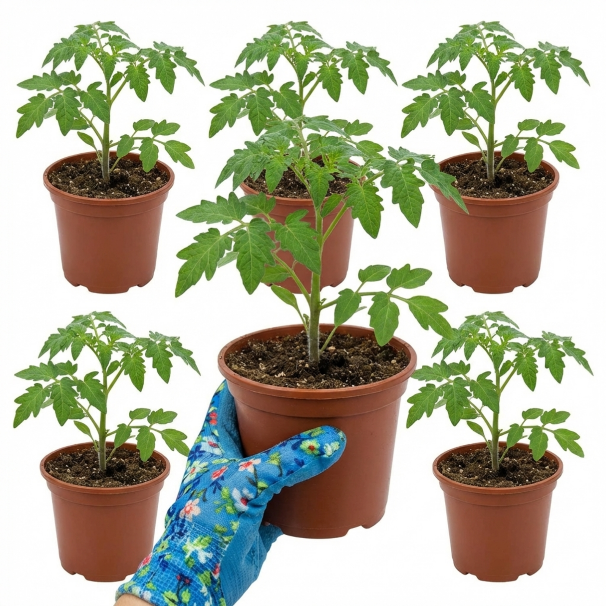 Growers Selection Cherry Tomato Patio Plants from Cedar Nursery, Cobham
