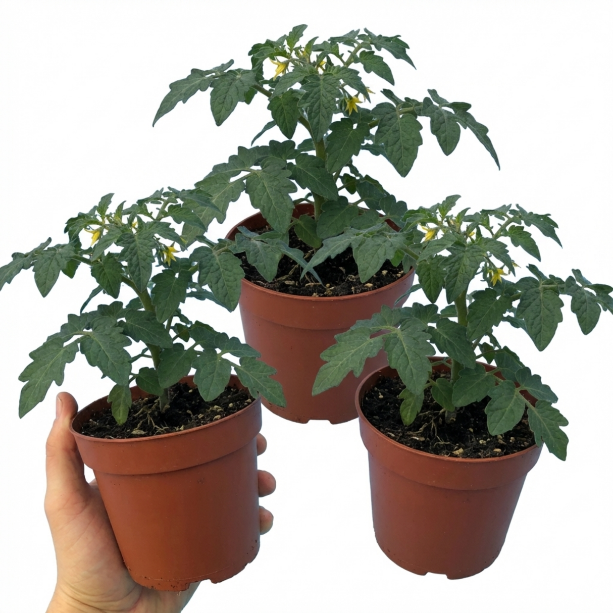 Tomato Losetto from Cedar Nursery, Cobham