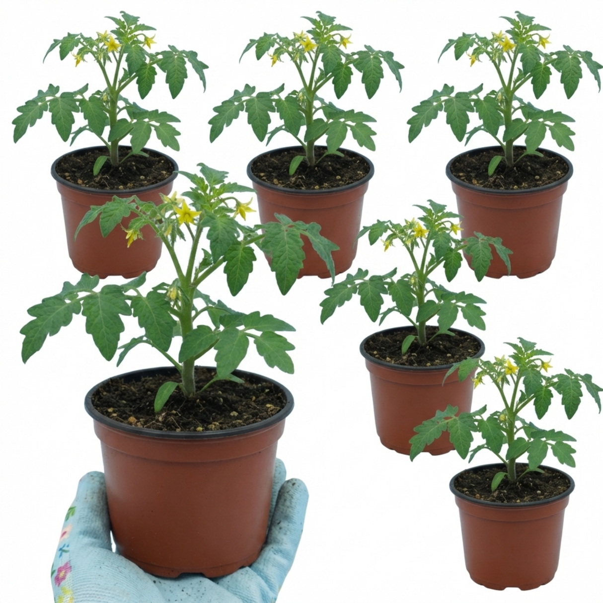 Tomato Nagina from Cedar Nursery, Cobham
