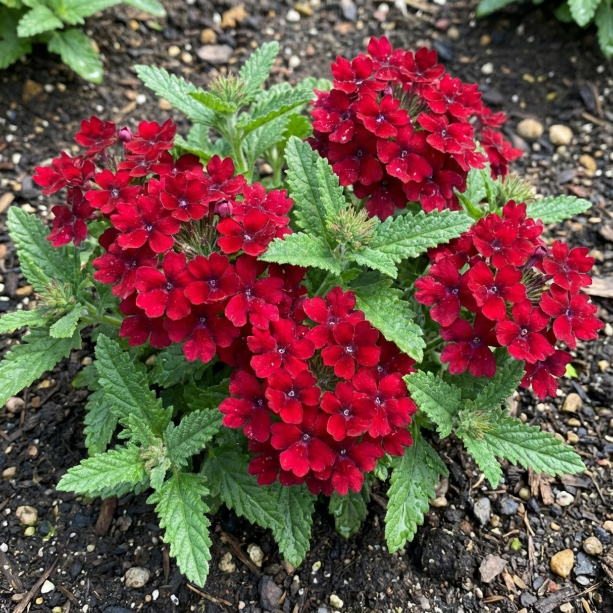 Verbena 'Magelana Deep Red' (trailing) from Cedar Nursery, Cobham